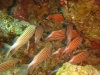 red_sea_red_fish