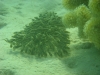 swarm_of_fish_red_sea_egypt