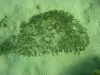 swarm_of_fish_red_sea_hurghada
