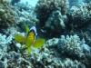 clown_fish_egypt_hurghada