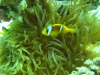 clown_fish_hurghada