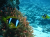 clown_fish_nemo_in_egypt