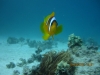 nemo_single_clownfish_egypt