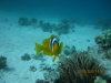 nemo_single_clownfish_hurghada_egypt