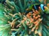 red_anemone_and_clown_fish