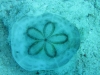 sand_dollar_hurghada_red_sea_egypt