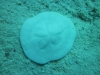 sand_dollar_red_sea_hurghada