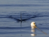 marsa_alam_shark_boat_shot