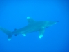 oceanic_white_tip_shark_red_sea_egypt