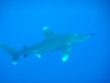 oceanic_white_tip_shark_red_sea_egypt