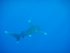 oceanic_white_tip_shark_red_sea_hurghada