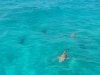 shark_surface_shot_marsa_alam