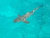 shark_surface_shot_marsa_alam_egypt