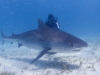 tiger_shark_marsa_alam_2006