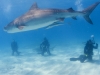 tiger_shark_marsa_alam_egypt