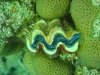 clam_red_sea_hurghada