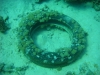 shipwreck_tyre_in_the_sea_egypt