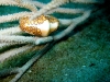 flamingo_tongue_egypt_red_sea