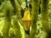 flamingo_tongue_hurghada_egypt