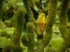 flamingo_tongue_red_sea_egypt