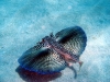 flying_gurnard