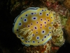 glaucaus_nudibranch