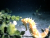 seahorse_elegant