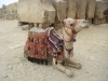 camel_giza_pyramids