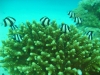 coral_fish_egypt_red_sea