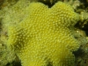 yellow_coral_red_sea