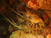 lobsters_in_cave_red_sea