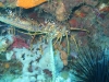 red_sea_lobster
