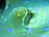 blue_spotted_ray_sand_close_up