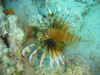 brown_lion_fish_egypt_red_sea