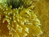 sea_urchin_hidden_behind_coral