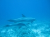 mother_and_baby_dolphin_red_sea