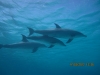 skool_of_bottlenosed_dolphins_egypt_hurghada_red_sea