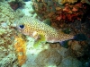 puffer_fish_red_sea_egypt