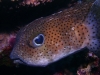 puffer_fish_red_sea_little_brother_island