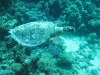 sea_turtle_red_sea
