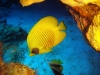 butterfly_fish_red_sea