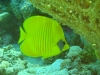 butterfly_fish_red_sea_egypt