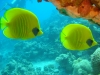 pair_of_butterfly_fish_red_sea