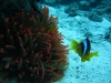 anemone_and_red_sea_clown_fish