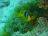 clownfish_face_on_red_sea