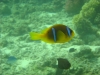 clownfish_nemo_egypt_red_sea