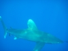 oceanic_white_tip_shark_red_sea_marsa_alam