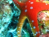 star_fish_red_sea